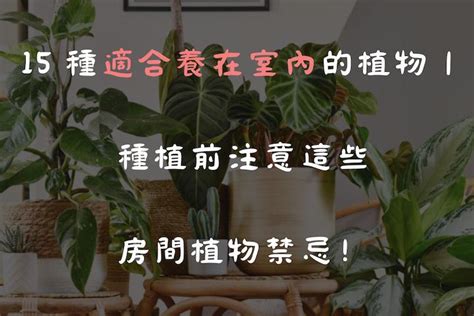 房間植物禁忌